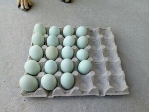 Násadová vejce araukana