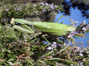 Prodám Kudlanky Sphodromantis viridis