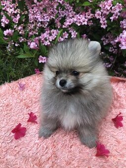 Pomeranian s p.p