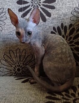 Cornish Rex