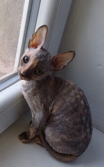 Cornish Rex