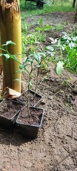 Citronečník trojlistý - Poncirus trifoliata