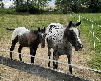 Appaloosa žrebček a valach
