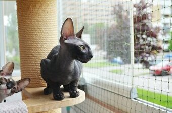 Maciatka cornish rex s PP