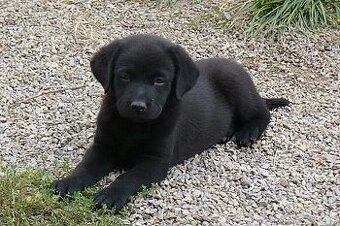 Labradorsky retrvr