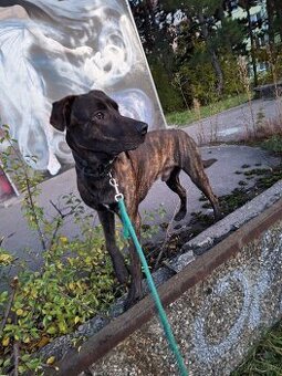 HLEDAM PRONAJEM CHATKY SE ZAHRADOU