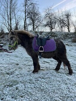 Pony klisna 3 roky