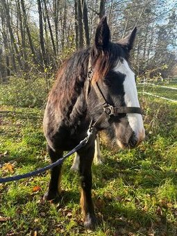 Irsky cob - I Výměna