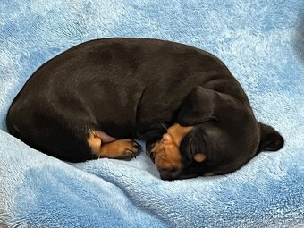 Jezevčík, trpasličí, krátkosrstý, fenečka