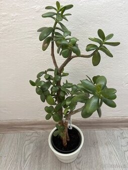 Pokojová rostlina - Tlustice