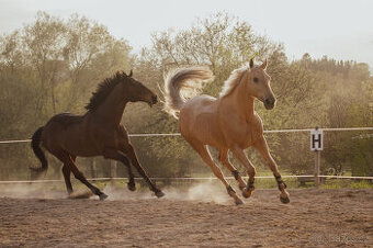 Klisna Rosa Kinská – krásná palomino
