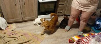 Štěňata kříženci