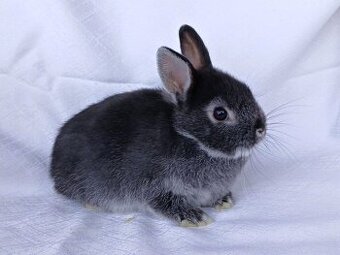 Zakrslí beránci a bílopesíkatí králíčci s rodokmenem