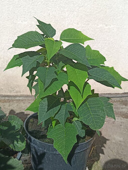 Vánoční Hvězda růžová