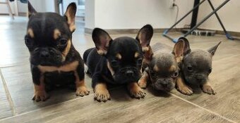 Francouzský buldoček