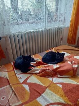 Hledá se domov pro 2 koťata