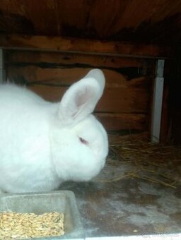 Novozélandský bílý