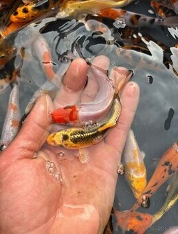 Prodej Koi kaprů 99Kč 15-18cm