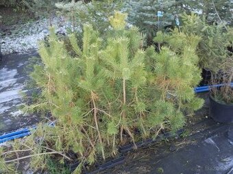 Borovice, smrčky, túje a další dřeviny