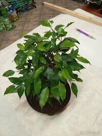 Ficus Benjamin green kinky - 1
