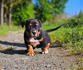 American bully s PP Abkc - 1