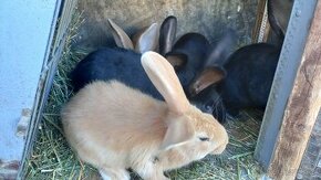 Krasne  králíky