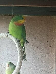 Papoušek nádherný, loňský samec - prodám