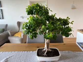 Bonsai Duranta erecta, výška 56 cm, stáří cca 27 let.