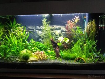 akvarijní rostliny