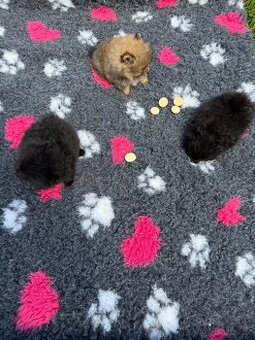 Pomeranian s PP
