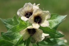 Blín černý-Hyoscyamus niger 3000 semen. Cena 50 Kč