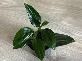 Monstera standleyana