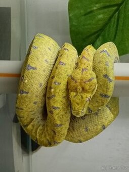 M.viridis ARU