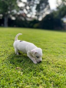 Jack russell terier