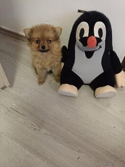 Pomeranian