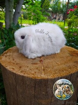 mini lop sameček modrý bílopesíkatý siam