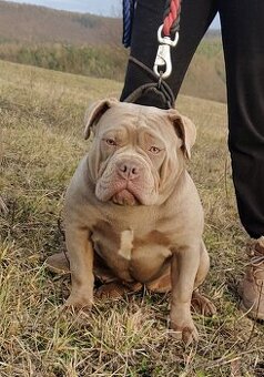 Fenka American Bully Pocket 15. Měsíců