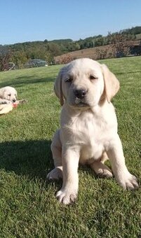 Štěňátka labradorský retrívr bílý
