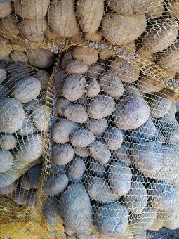 Brambory na uskladnění