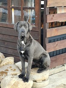 Cane corso šedý ke krytí