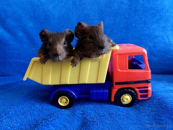 Morče, morčátka miminka