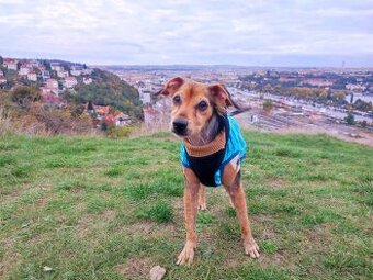 Kříženec v typu pinče