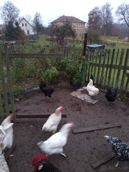 Arauka a div.zbarvena bez licousů