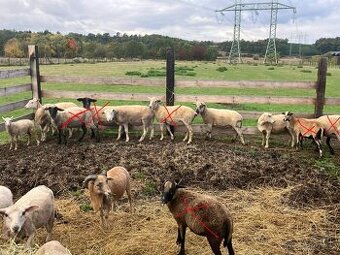 Ovce a berani různé, prodám nebo vyměním za seno