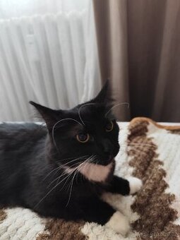 Prodám Černou kočičku