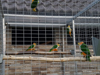 Amazonek černotemenný