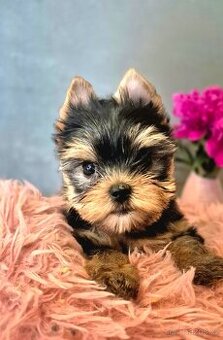 Jorkšírský terier, štěňátka s PP FCI