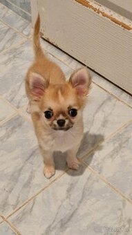 Čivava dlouhosrstá s PP - velmi malá krásná fenka