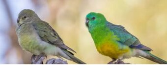 Papoušek zpěvavý, andulka