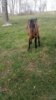 Kozlík podílový AN